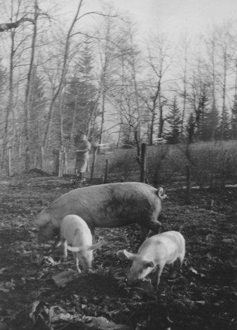 Das Heim hatte auch einen Schweinestall